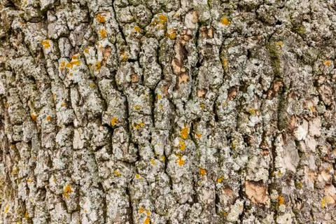 Rough pine texture with colored moss Stock-Fotos
