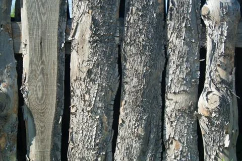 Rough pine texture Stock Photos