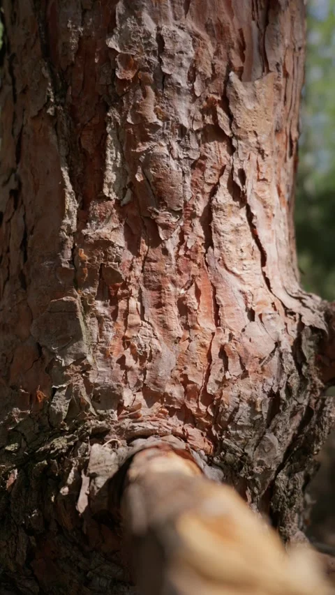 Rough Pine Tree Bark Texture Close Up in Sunny Woodland Forest Video stock 343575169