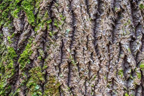 Rough Prints of Tree Bark With Pale Turquoise Moss Stock Photos
