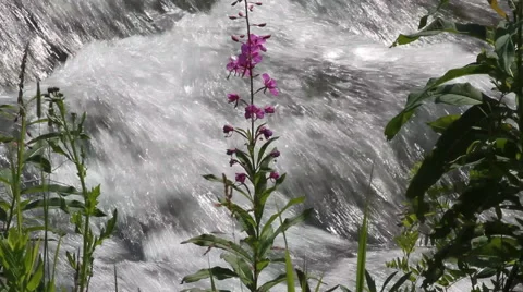 Rough rapids and gentle flowers Video stock 40342257