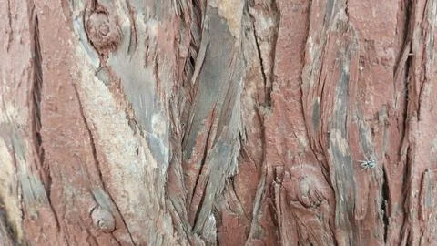 Rough red tree bark trunk edge with blurred soil background stock photo Stock Photos
