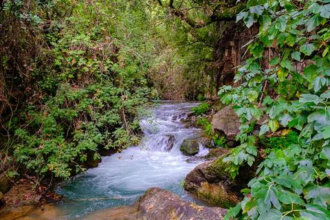 Rough river in a dense green forest Stock Photos
