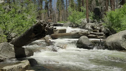 Rough river trees handheld slomo medium 4k Video stock 314925325