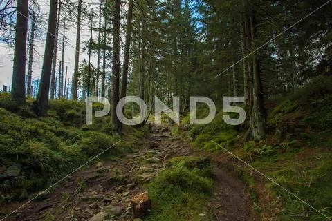 Rough rocky uphill pathway with coniferous trees in the mountain range Harz Stock Photos