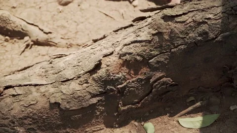 Rough root bark on dry soil with red ant crawling over it Stock Footage 160236430