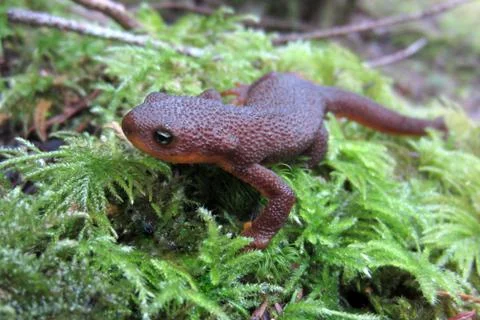 Rough-skinned Newt up Close Stock Photos