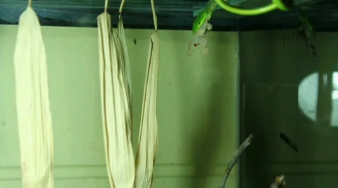 Rough Snake eating Gecko Stock-Footage 708613
