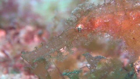 Rough snout ghost pipe fish Stock Footage 90797009