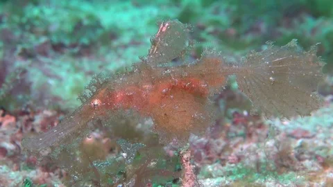 Rough snout ghost pipe fish Stock Footage 90797029