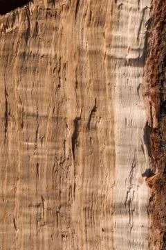 Rough Split Oak Vertical Stock Photos