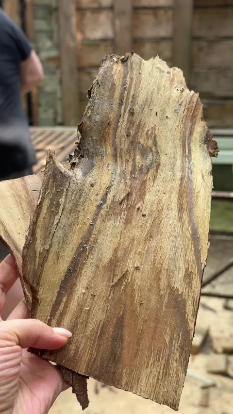 Rough Split Wood With Bark Close Up Stock Footage 342166565