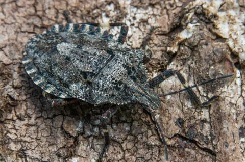 Rough Stink Bug (Brochymena quadripustula) Stock Photos