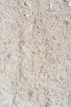 Rough stone and fossilized shell texture Stock Photos