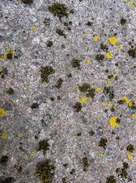 Rough stone surface from close with coloured moss texture and natural patterns Stock-Fotos