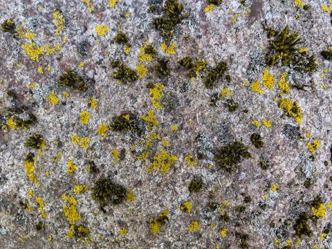 Rough stone surface from close with coloured moss texture and natural patterns Stock Photos