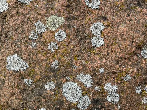 Rough stone surface from close with coloured moss texture and natural patterns Stock Photos