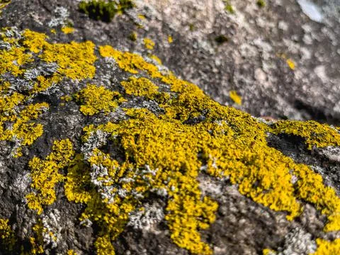 Rough stone surface from close with coloured moss texture and natural patterns Stock Photos