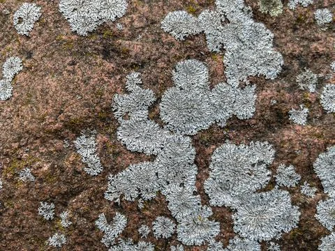 Rough stone surface from close with coloured moss texture and natural patterns Stock Photos
