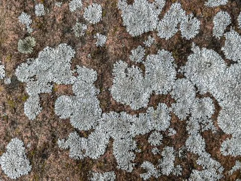Rough stone surface from close with coloured moss texture and natural patterns Stock Photos