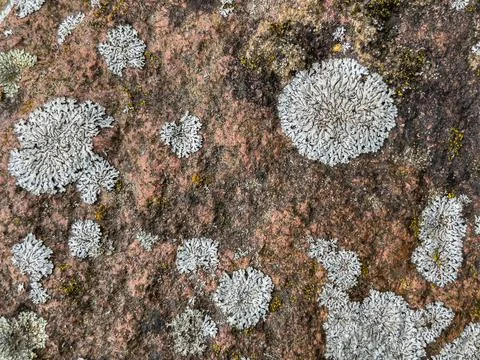 Rough stone surface from close with coloured moss texture and natural patterns Stock Photos