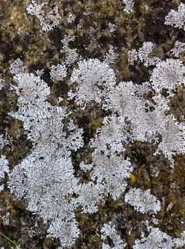 Rough stone surface from close with coloured moss texture and natural patterns Stock Photos