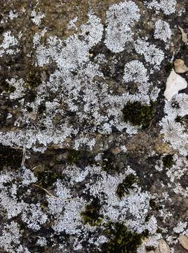 Rough stone surface from close with coloured moss texture and natural patterns Stock Photos