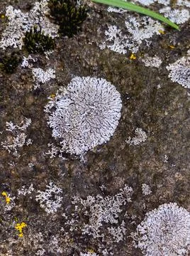 Rough stone surface from close with coloured moss texture and natural patterns Stock Photos