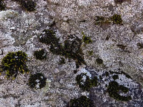 Rough stone surface from close with coloured moss texture and natural patterns Stock Photos