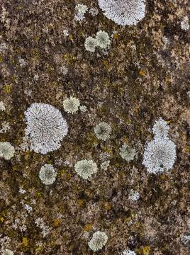Rough stone surface from close with coloured moss texture and natural patterns Stock Photos