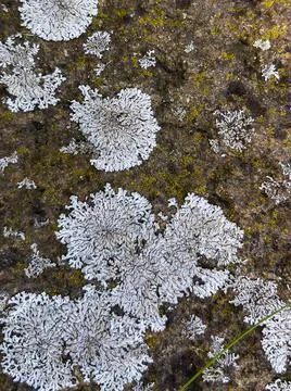 Rough stone surface from close with coloured moss texture and natural patterns Stock Photos