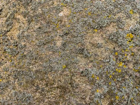 Rough stone surface from close with coloured moss texture and natural patterns Stock Photos