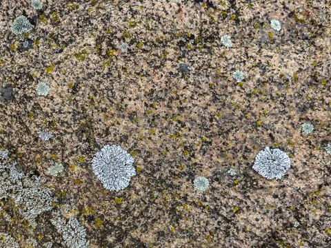Rough stone surface from close with coloured moss texture and natural patterns Stock Photos