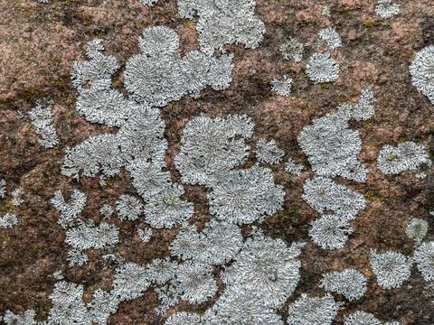 Rough stone surface from close with coloured moss texture and natural patterns Stock Photos