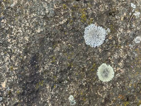 Rough stone surface from close with coloured moss texture and natural patterns Stock Photos