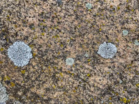 Rough stone surface from close with coloured moss texture and natural patterns Stock Photos