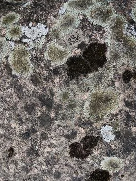 Rough stone surface from close with coloured moss texture and natural patterns Stock Photos