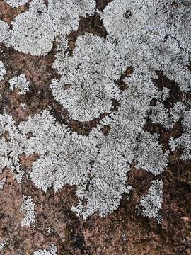 Rough stone surface from close with coloured moss texture and natural patterns Stock Photos