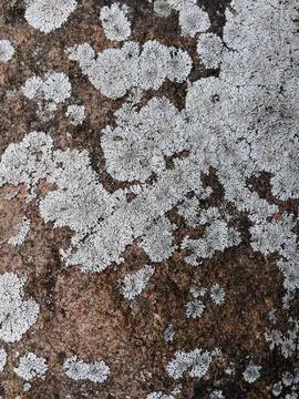 Rough stone surface from close with coloured moss texture and natural patterns Stock Photos