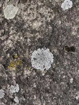 Rough stone surface from close with coloured moss texture and natural patterns Stock-Fotos