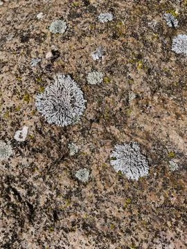 Rough stone surface from close with coloured moss texture and natural patterns Stock Photos