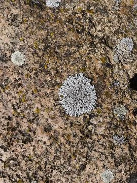 Rough stone surface from close with coloured moss texture and natural patterns Stock Photos