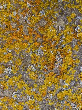 Rough stone surface from close with  moss texture Stock Photos