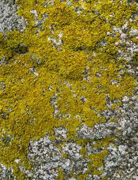 Rough stone surface from close with  moss texture Stock Photos