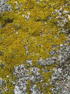 Rough stone surface from close with  moss texture Stock Photos