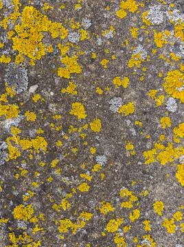 Rough stone surface from close with  moss texture Stock Photos