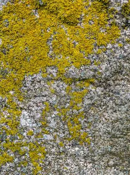 Rough stone surface from close with  moss texture Stock Photos