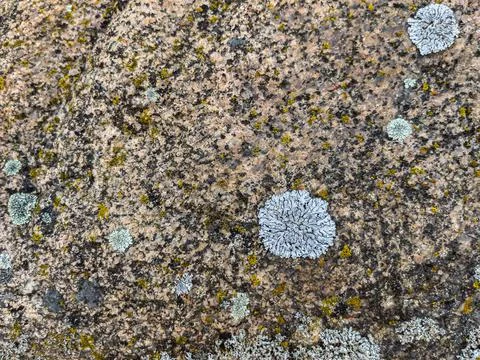 Rough stone surface from close with  moss texture Stock Photos