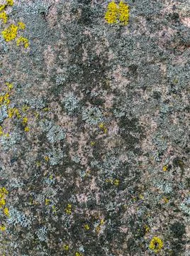 Rough stone surface from close with  moss texture Stock Photos
