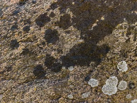 Rough stone surface from close with  moss texture Stock Photos